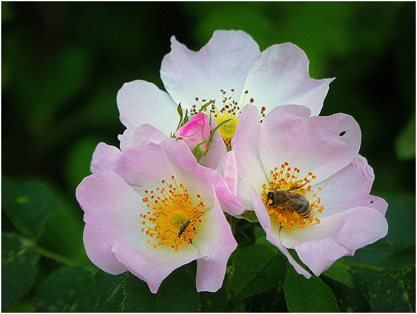 Wildrose mit Besuchern