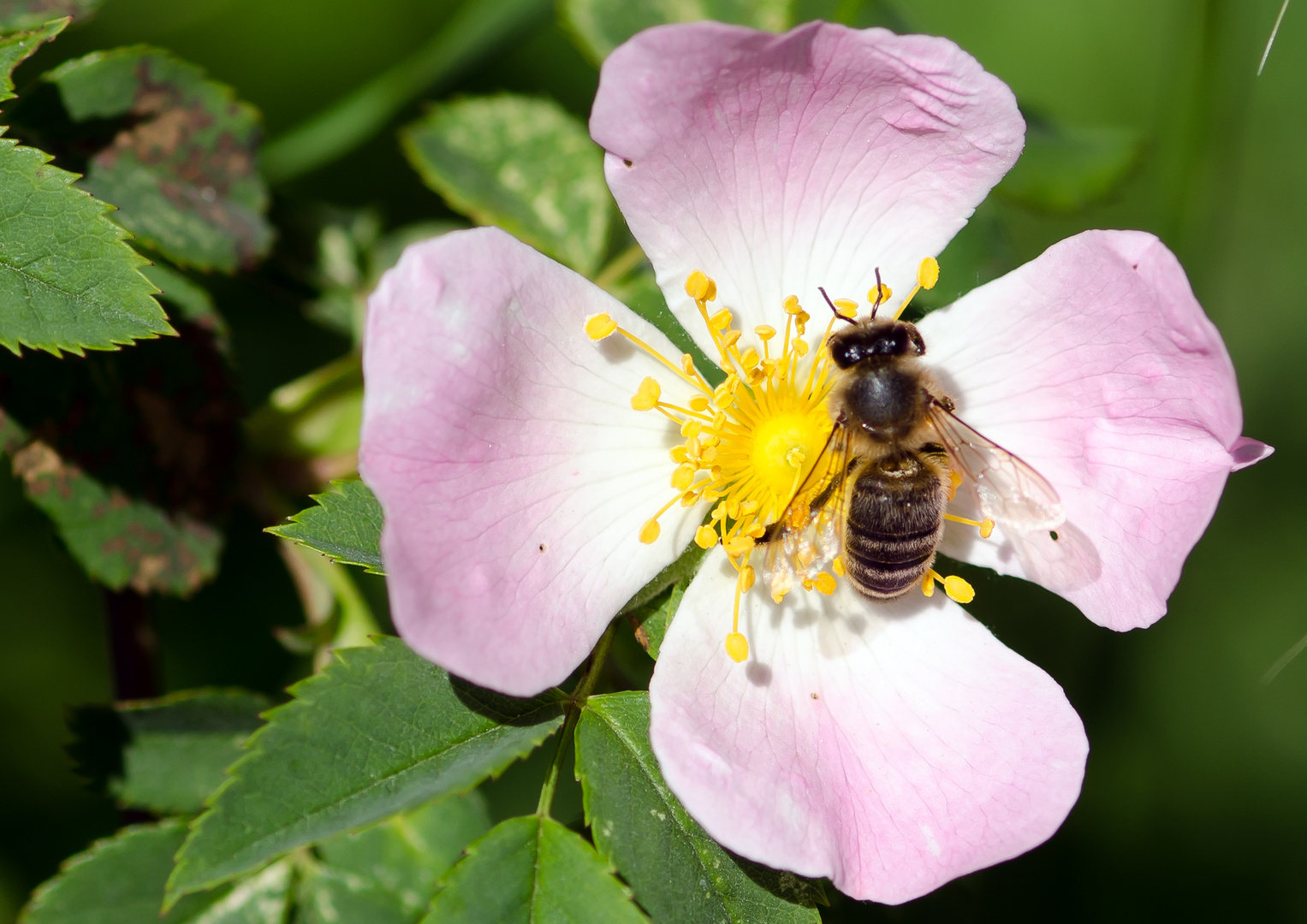 Wildrose mit Biene