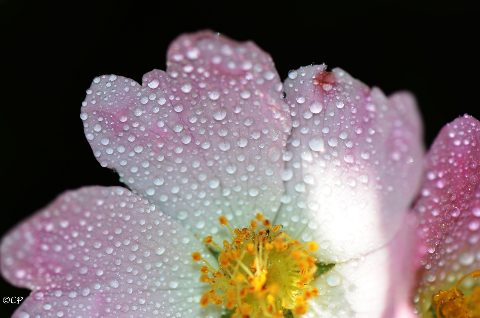 Wildrose mit Tautropfen