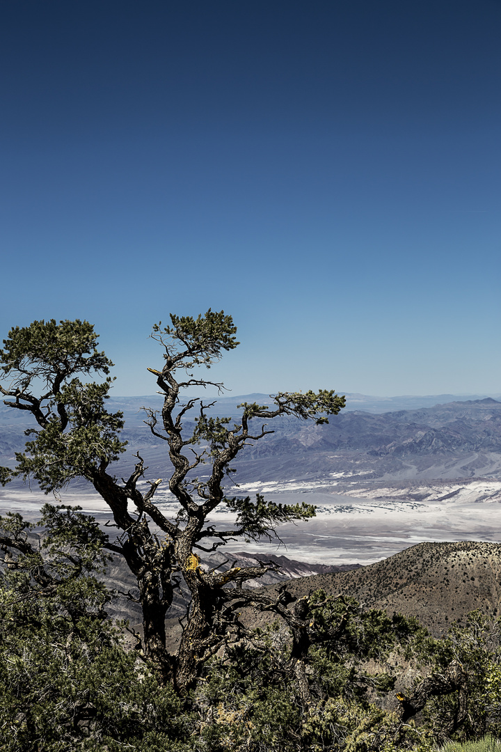 Wildrose Peak - Blick ins Death Valley