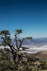 Wildrose Peak - Blick ins Death Valley