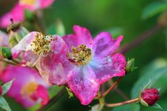 wildrose-rosa-true-rose_26754923029_o