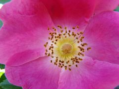 Wildrose, rose