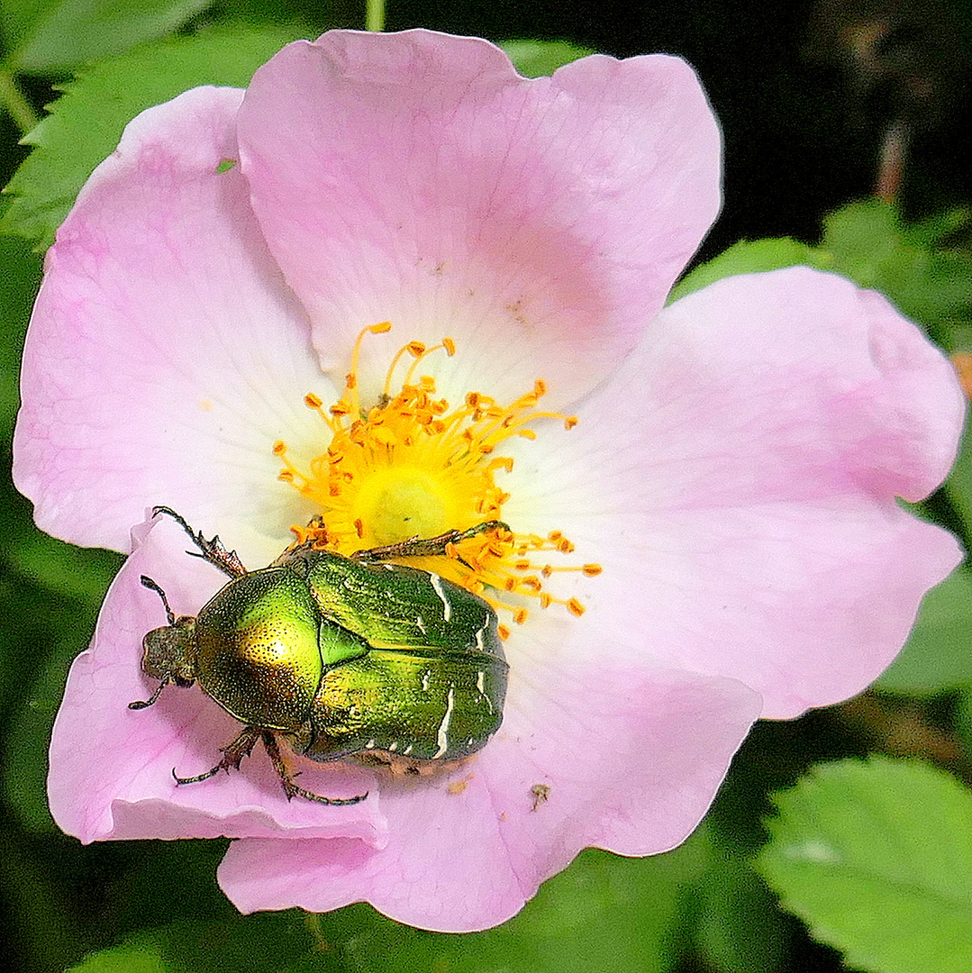 Wildrose u. Rosenkäfer