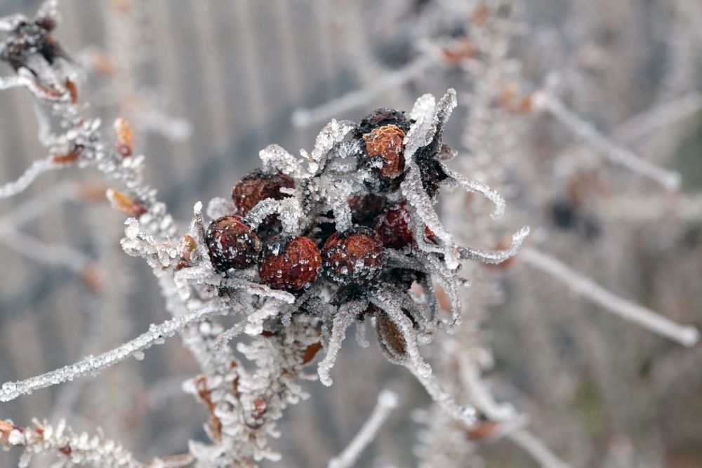 Wildrose und Frost