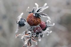 Wildrose und Frost_2