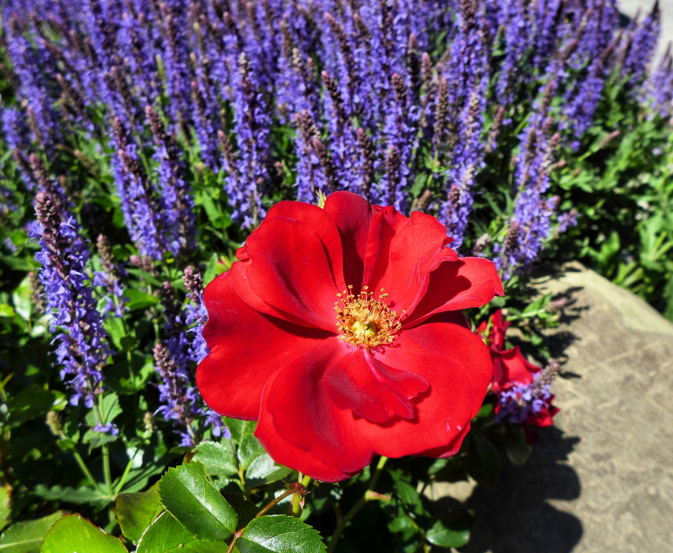 Wildrose und Lavendel