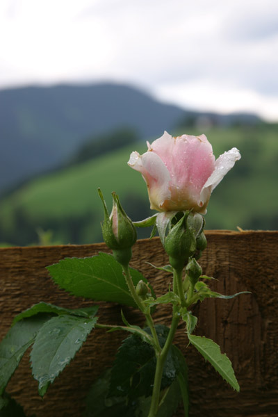 Wildrose vor Bergrücken