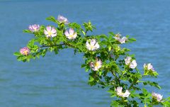 Wildrosen am See