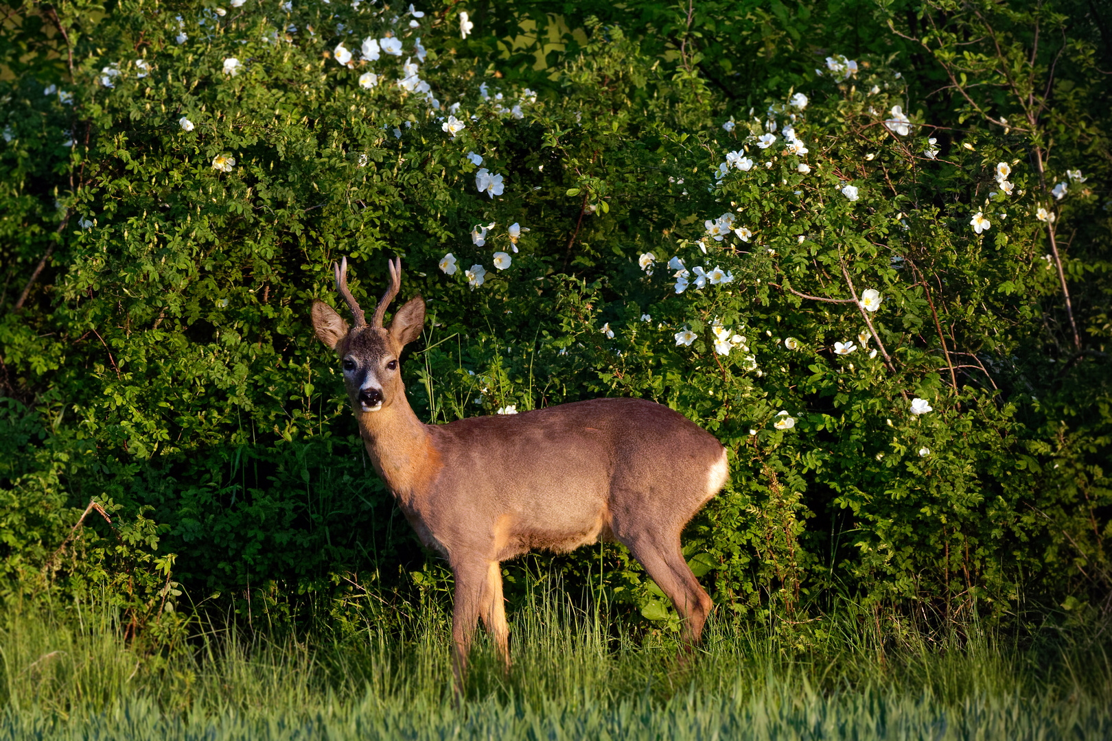 Wildrosen- Bock - Der Romantiker (Capreolus capreolus)