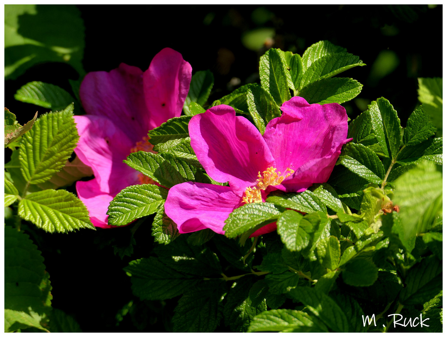 Wildrosen im Sonnenlicht 