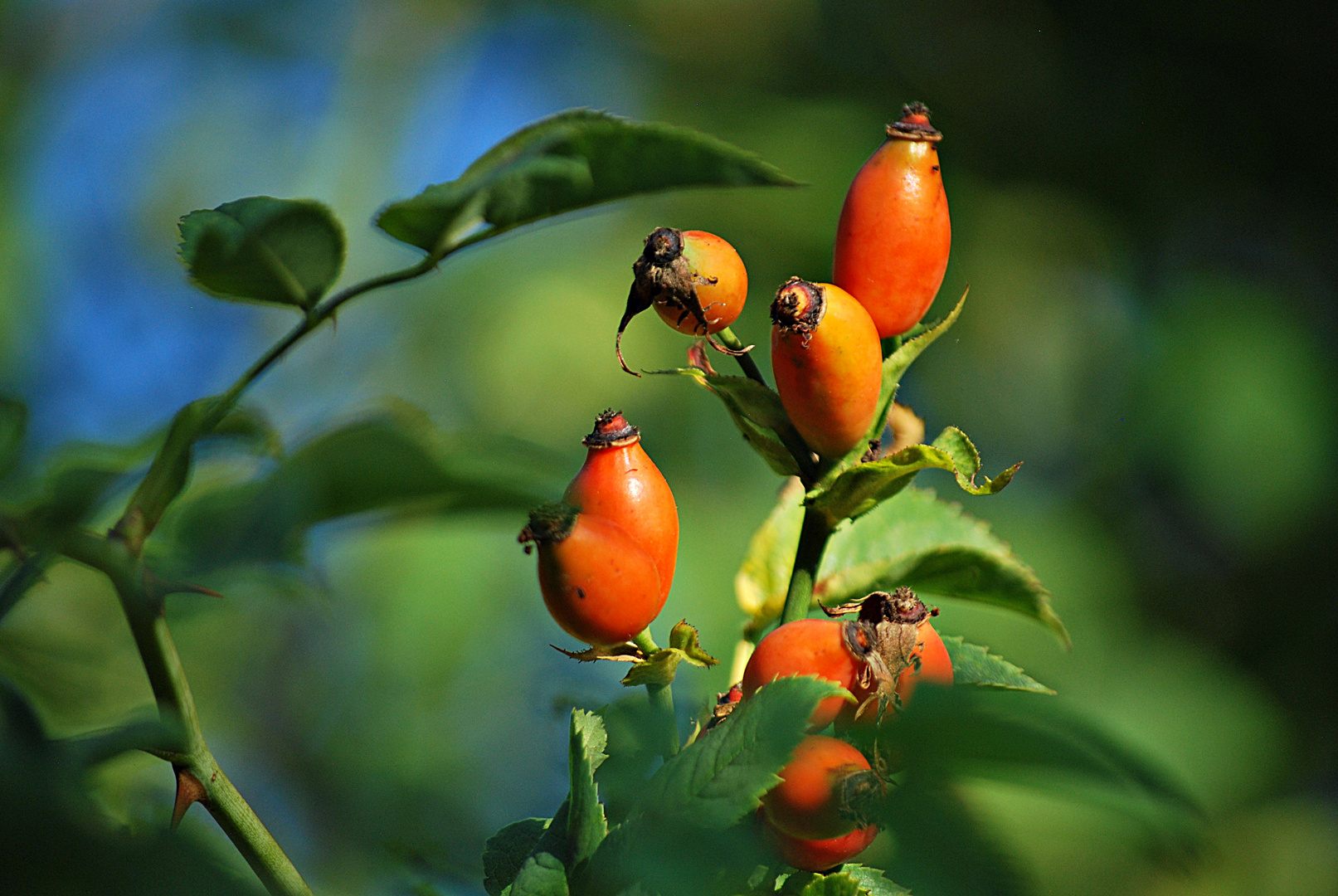 Wildrosenbeeren...