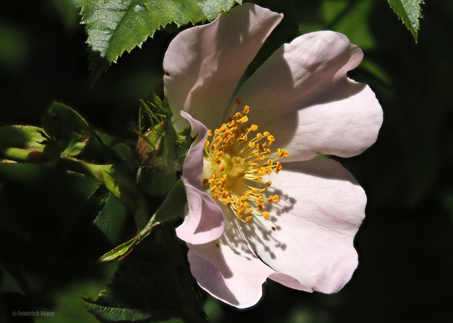 Wildrosenblüte