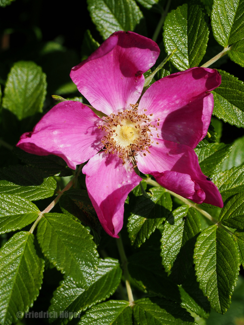 Wildrosenblüte