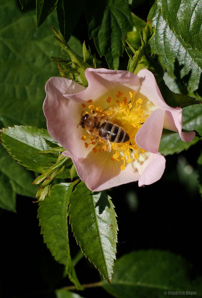 Wildrosenblüte mit Besuch