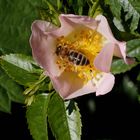 Wildrosenblüte mit Besuch