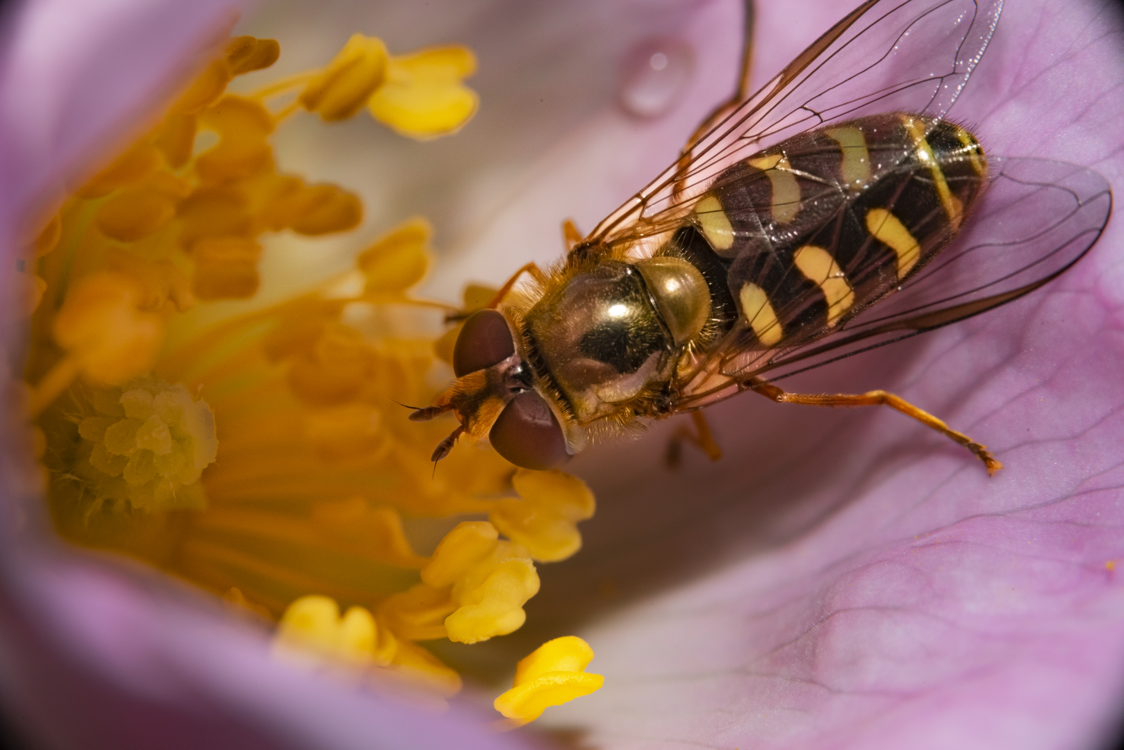 Wildrosenblüte mit Besucher