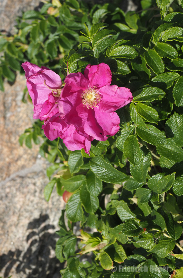 Wildrosenblüten