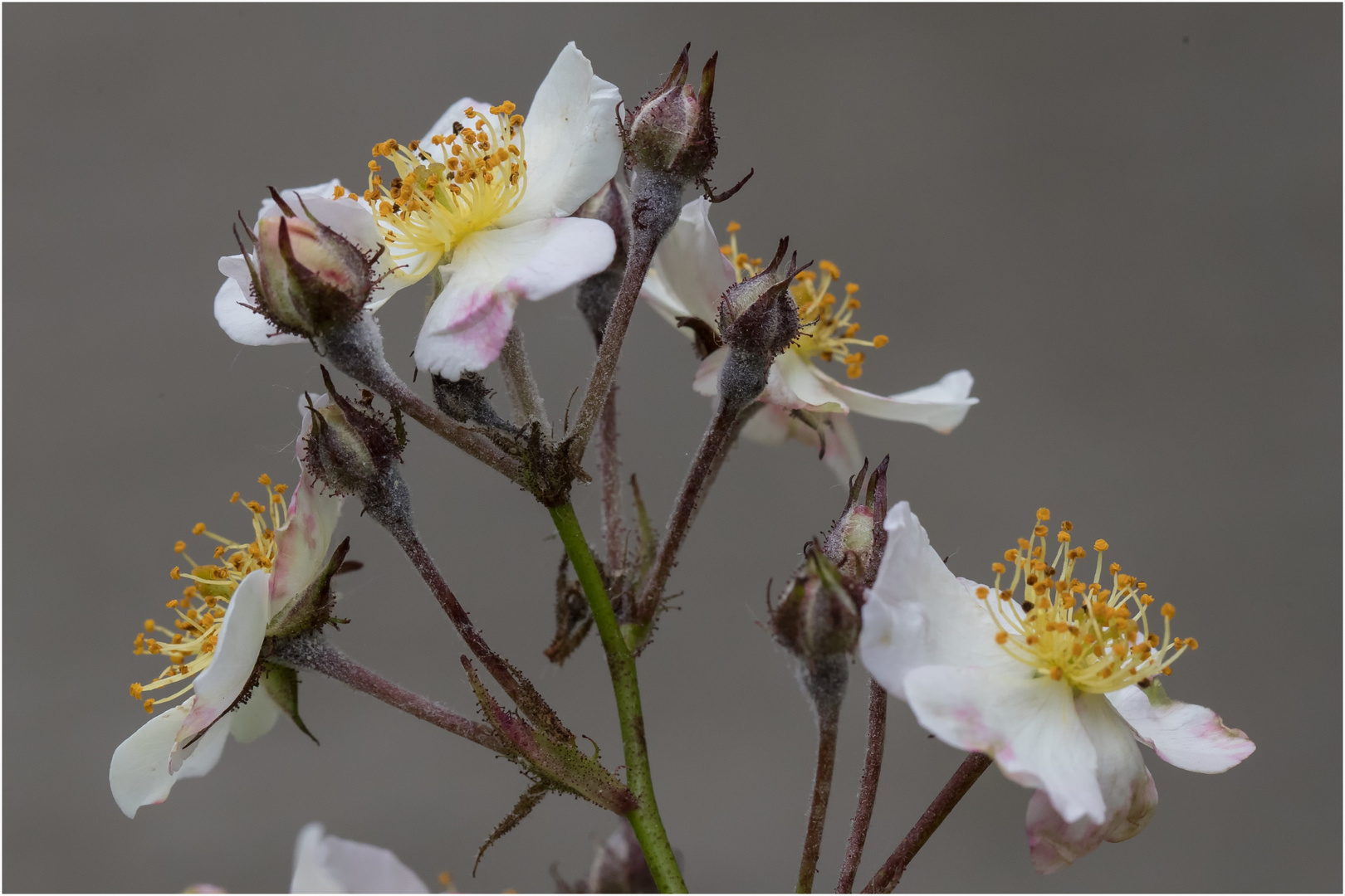 Wildrosenblüten  .....