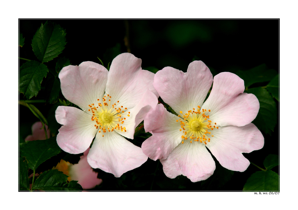 Wildrosenblüten