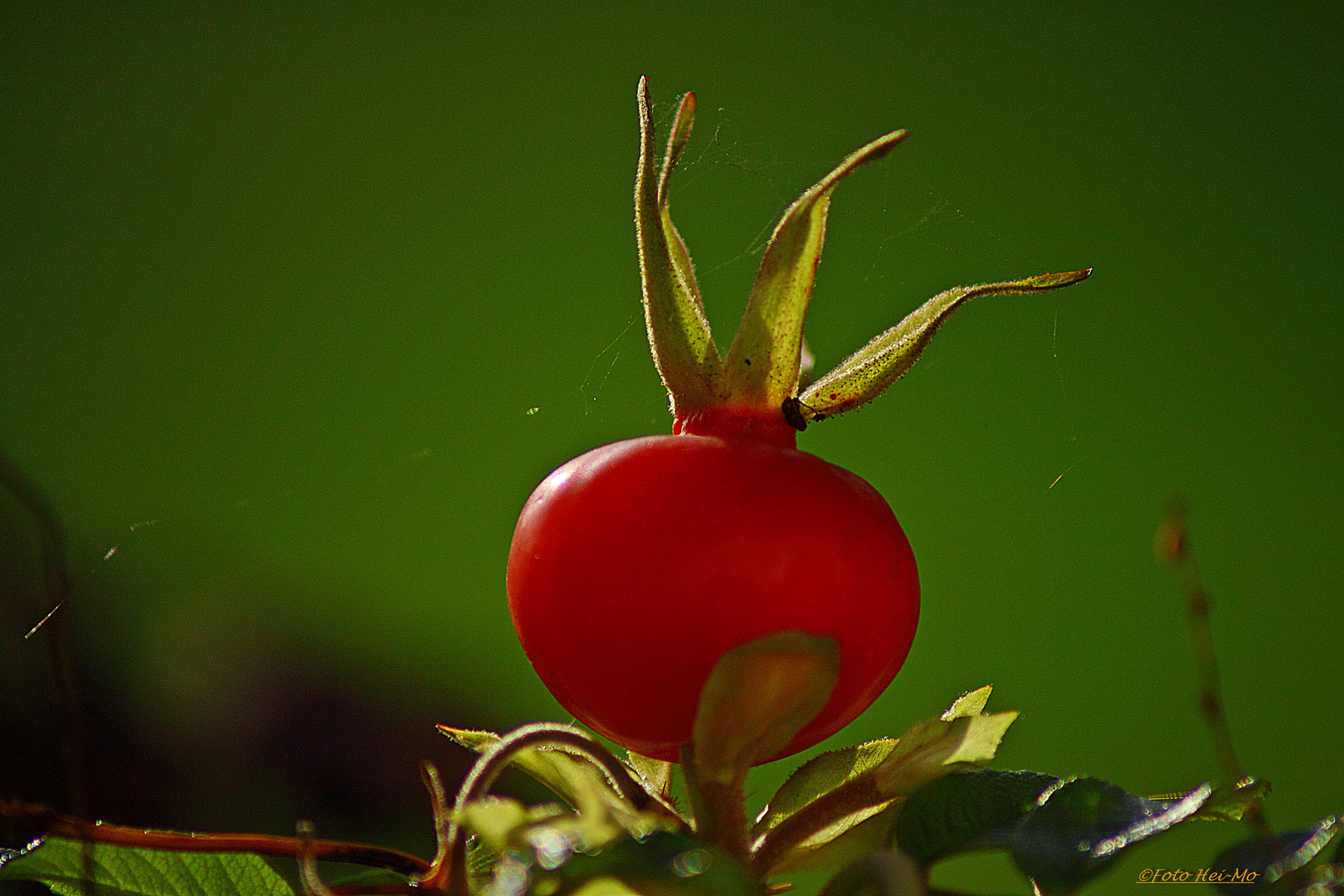 Wildrosenfrucht