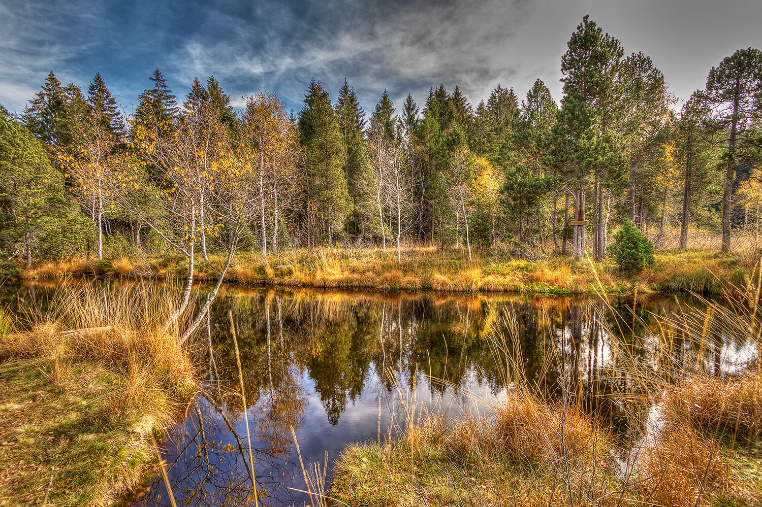 Wildrosenmoos im Herbst