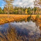 Wildrosenmoos im Herbst