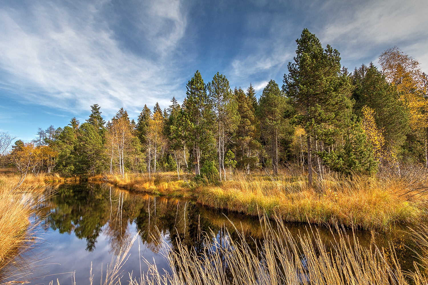 Wildrosenmoos im Herbst