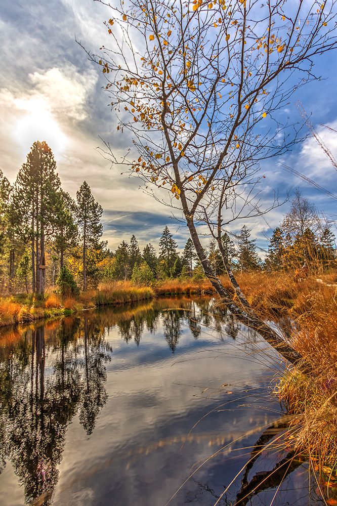 Wildrosenmoos im Herbst