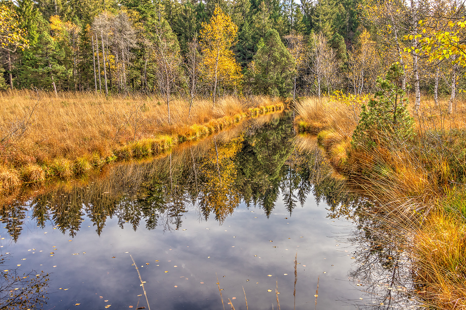 Wildrosenmoos im Herbst