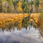 Wildrosenmoos im Herbst