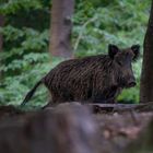 Wildsau auf Entdeckungstour