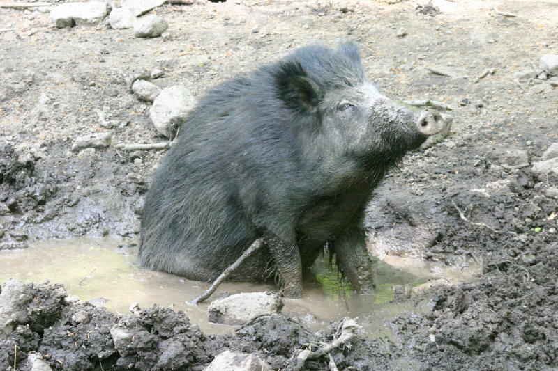 Wildsau beim Baden