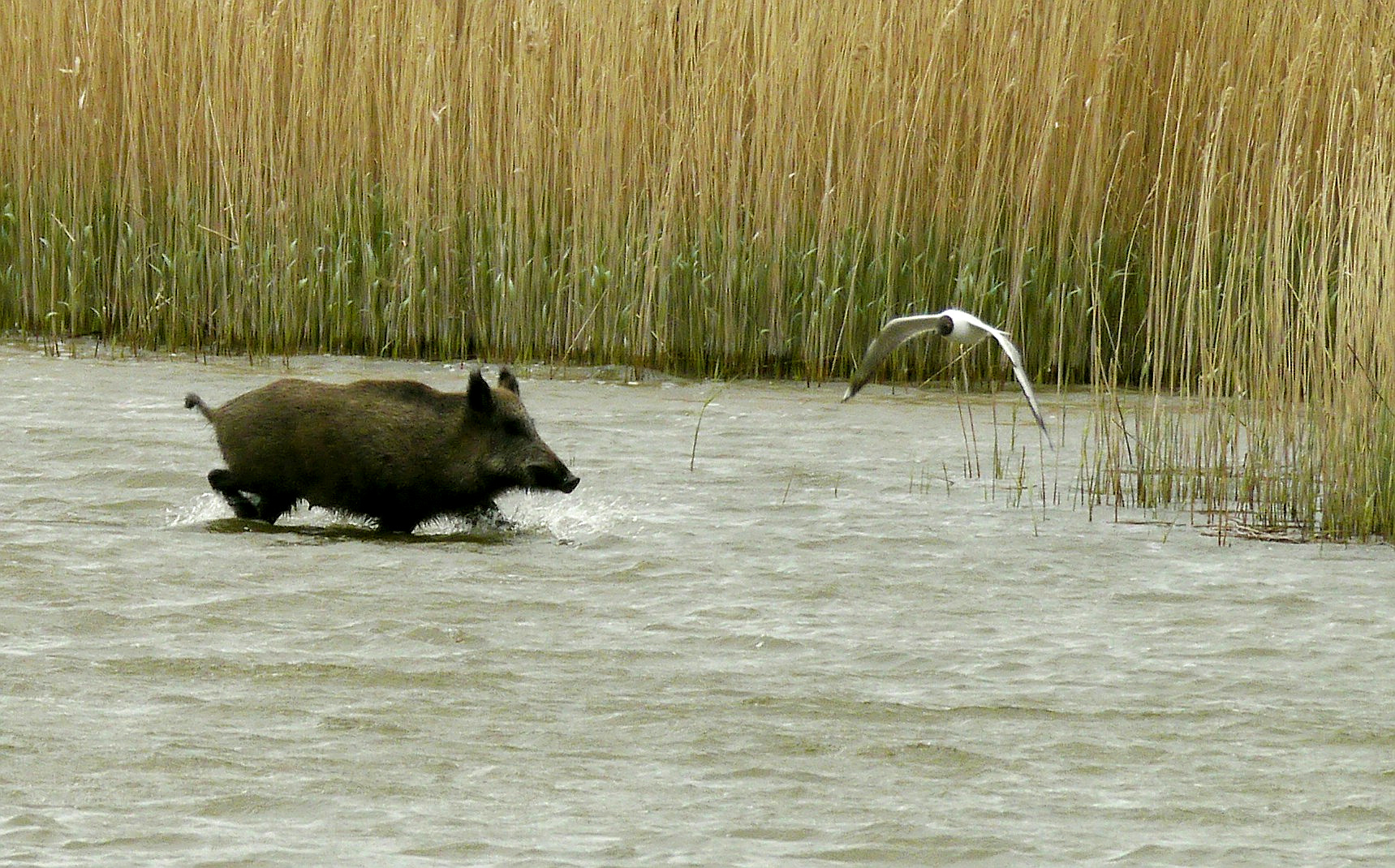 Wildsau durchquert Bodden (2)