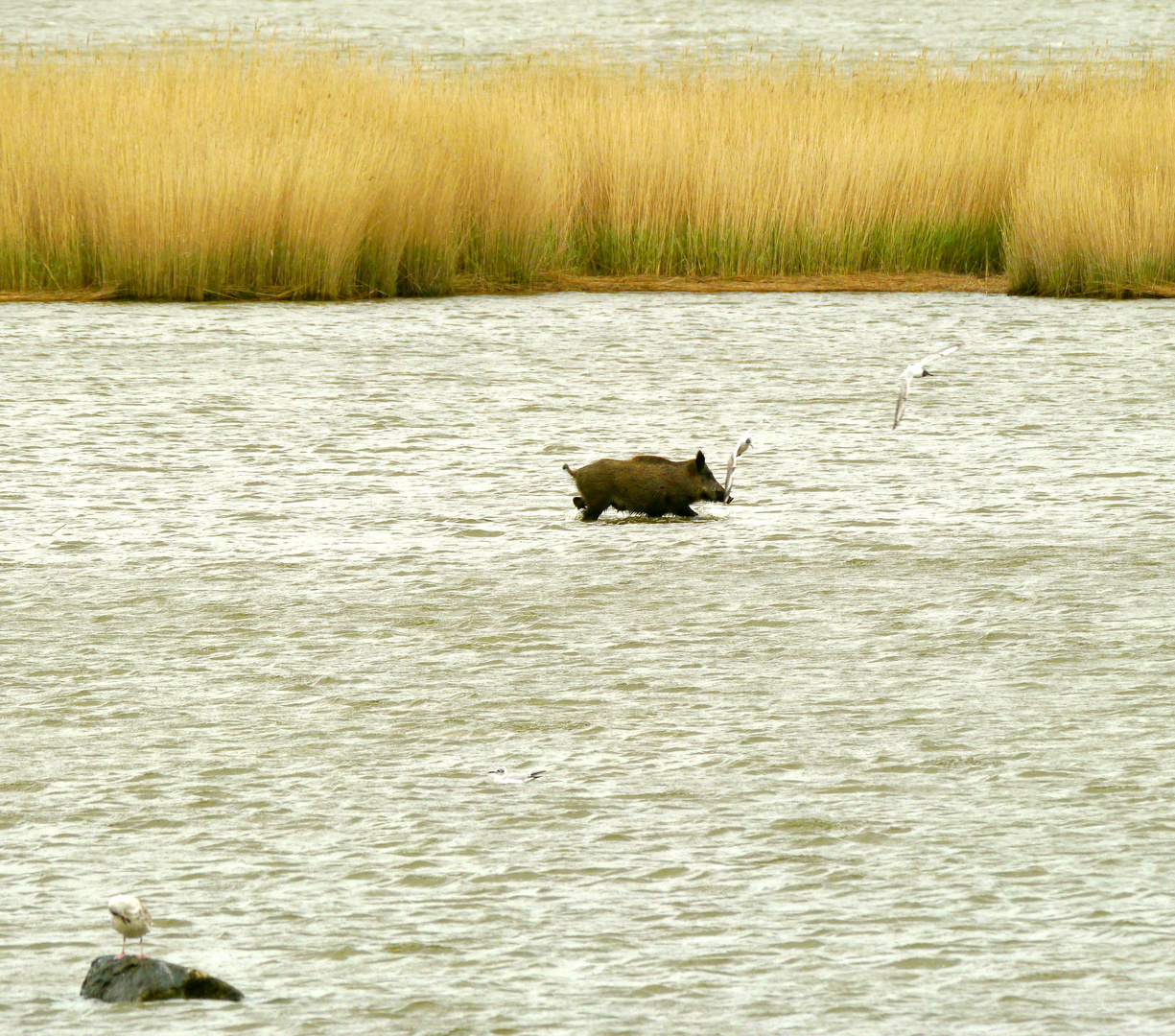 Wildsau durchquert Bodden (!)