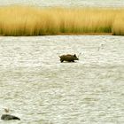 Wildsau durchquert Bodden (!)