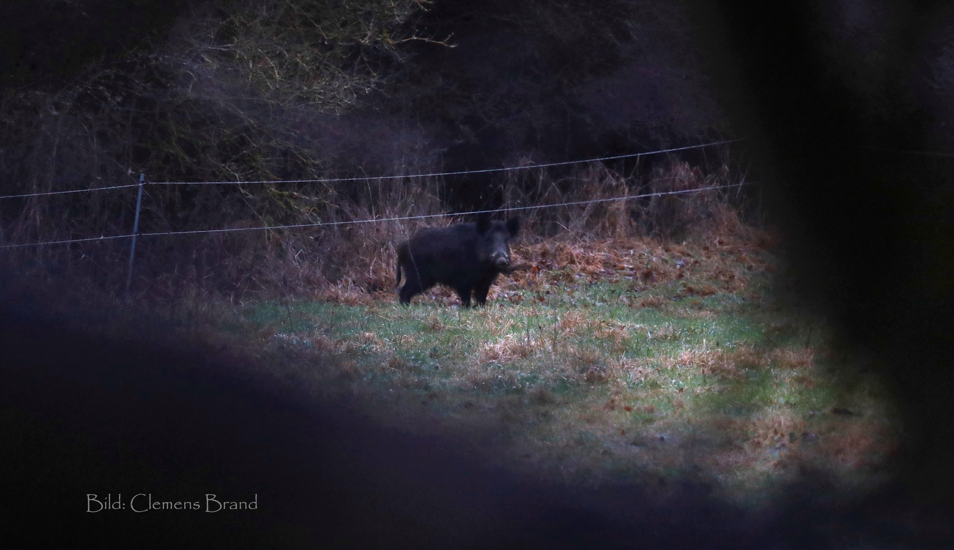 Wildsau im Morgengrau