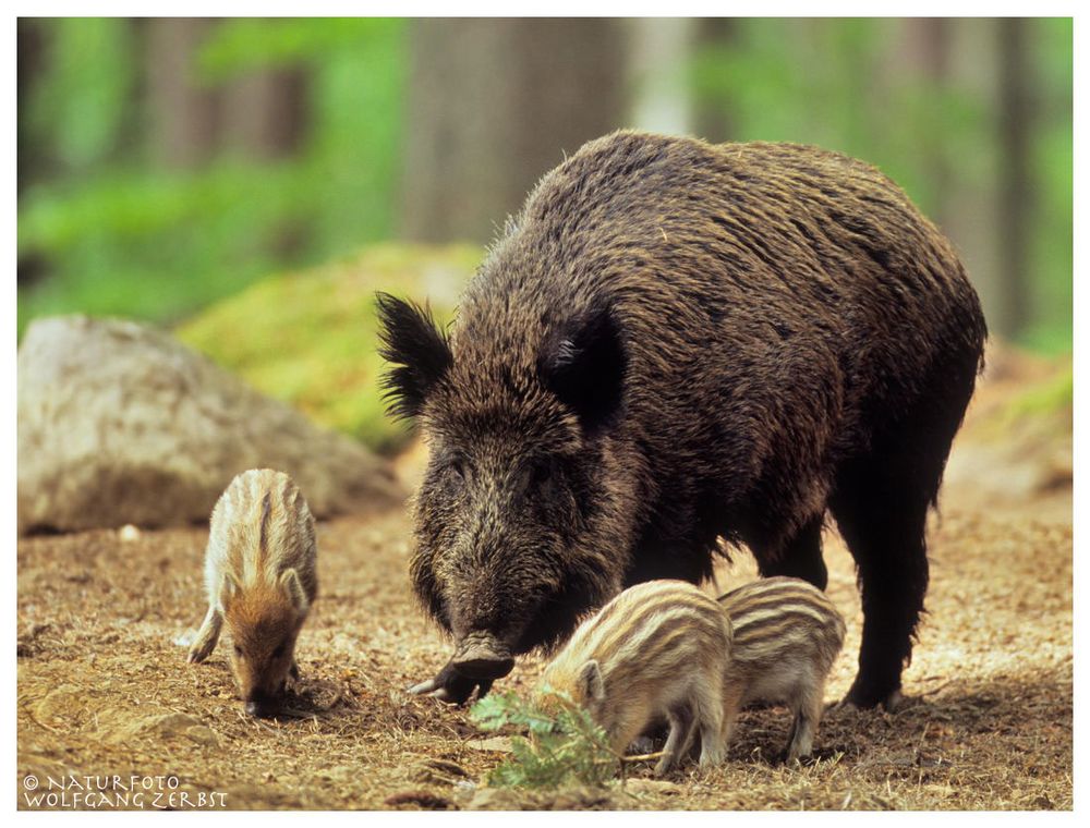 Wildsau Mit Nachwuchs Foto And Bild Tiere Wildlife Säugetiere Bilder Auf Fotocommunity