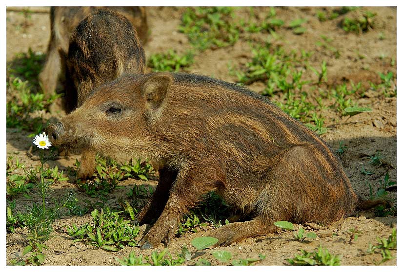 Wildsau mit Sinn für Ästhetik