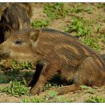 Wildsau mit Sinn für Ästhetik