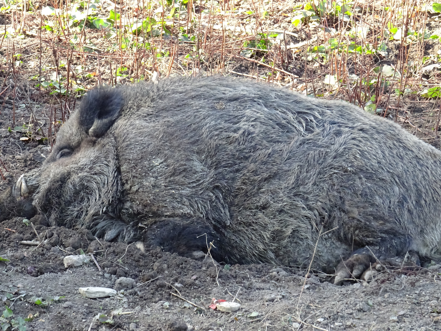 Wildsau ohne Schwanz und gut getarnt