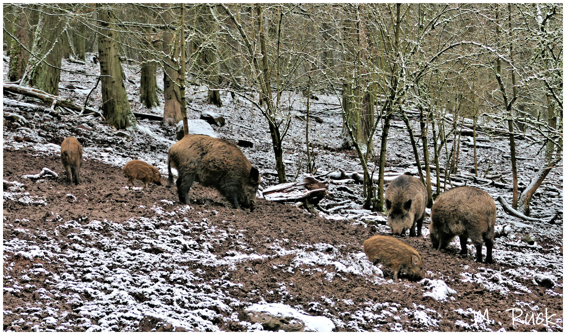 Wildsauen im Forst 