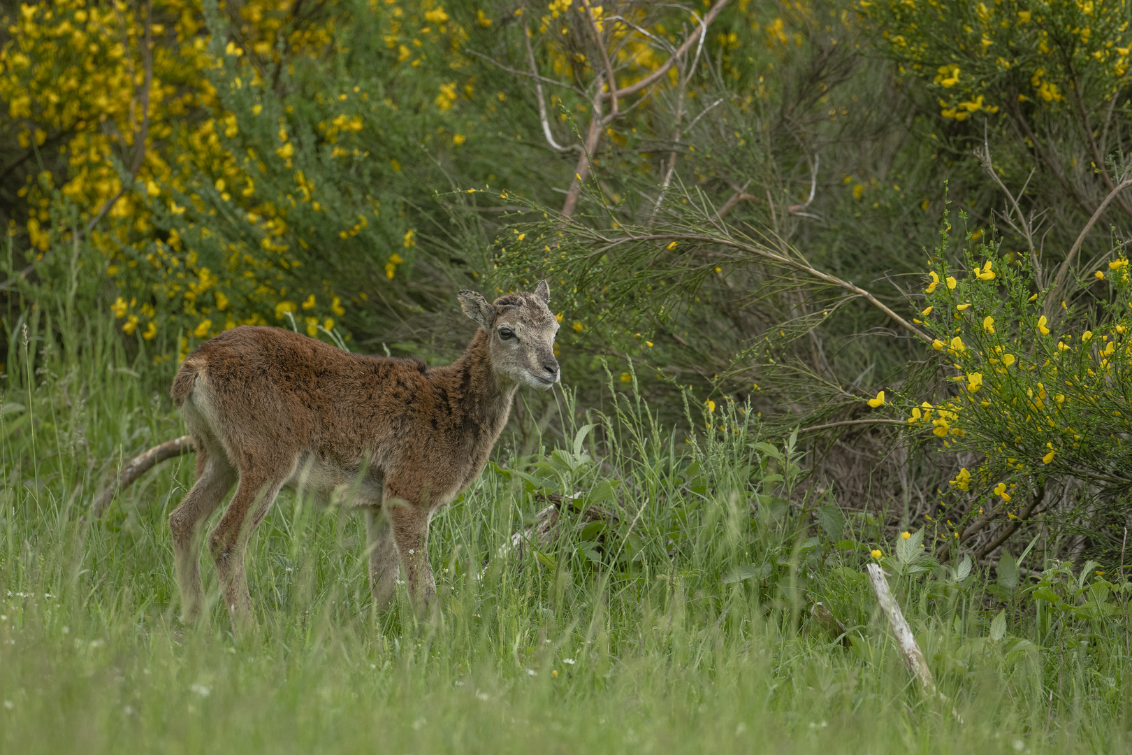 Wildschaf/ Mufflon (Ovis ammon musimom)