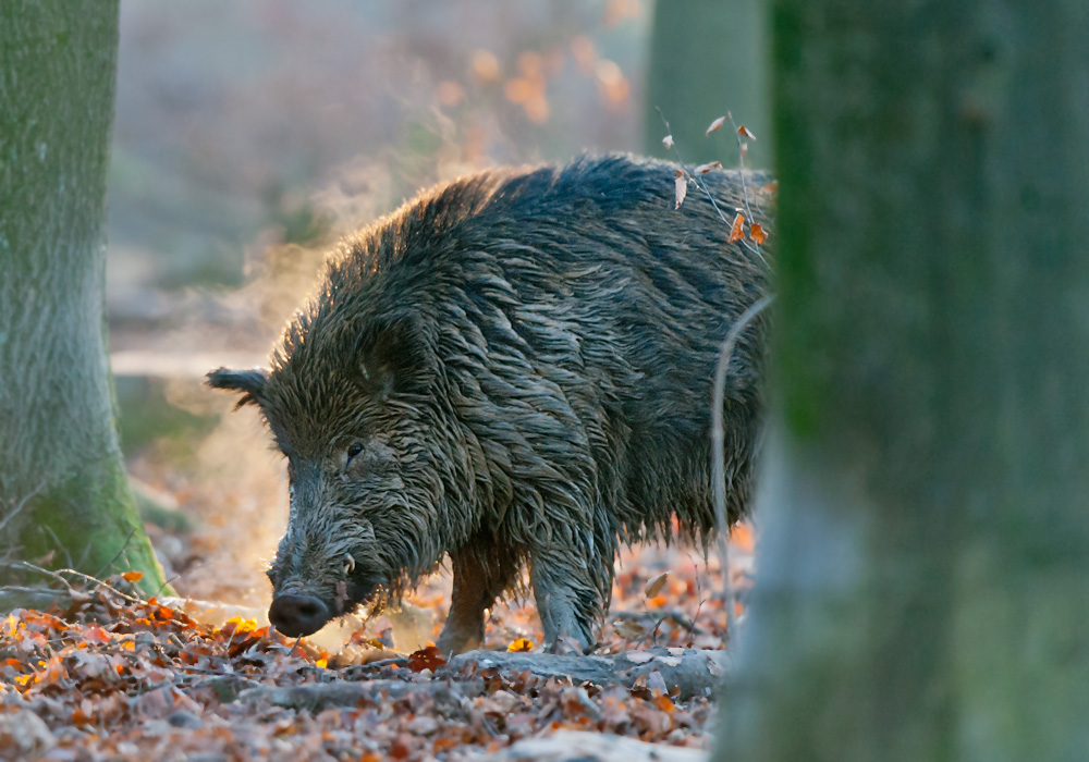 Wildschein in der Dämmerung