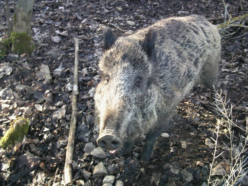 Wildschein nicht ganz braf