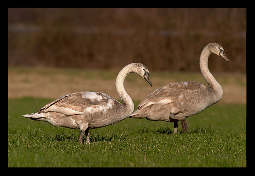 Wildschwäne (1)