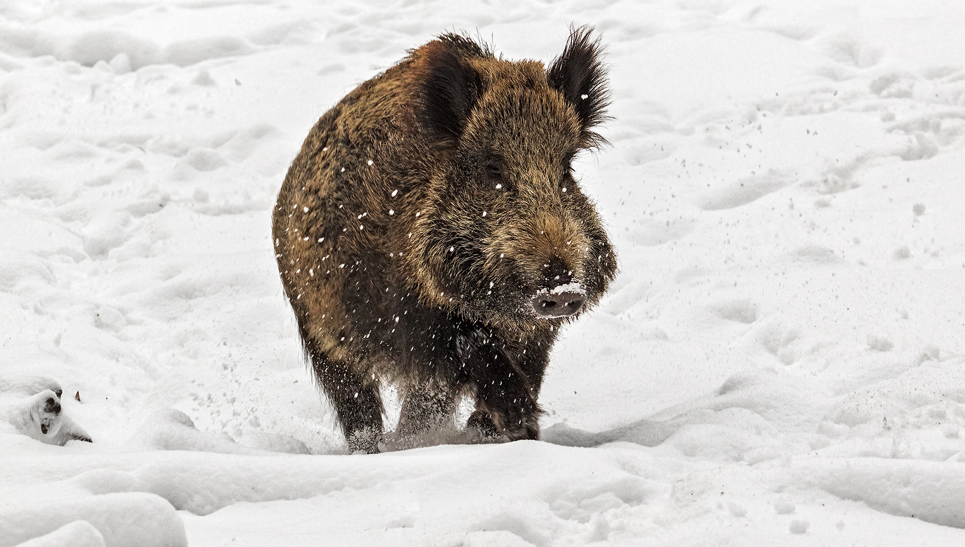 Wildschwein 002