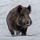 Wildschwein 002 