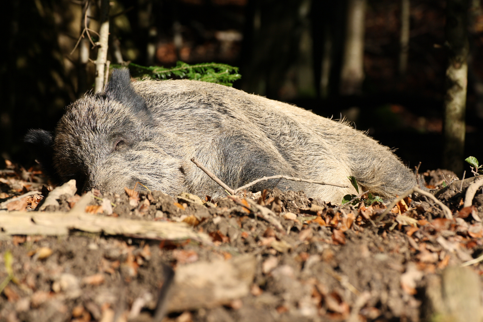 Wildschwein