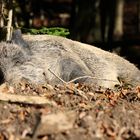 Wildschwein